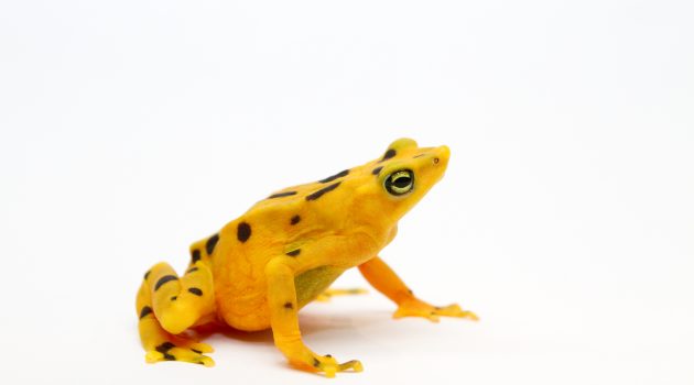 Female Panamanian golden frog (Atelopus zeteki). Photo by Brian Gratwicke/Smithsonian Conservation Biology Institute