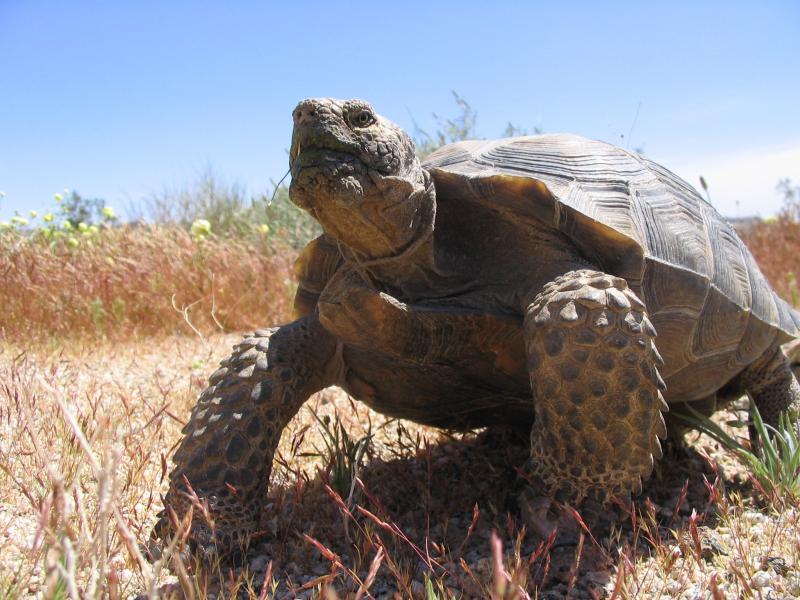 Smithsonian Insider – Smithsonian Study shows relocated desert ...