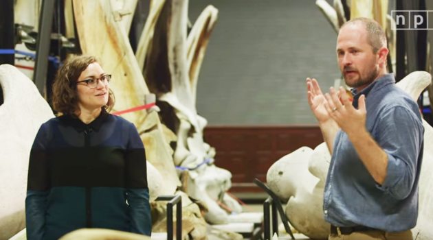 Why the Smithsonian has world’s largest whale bone collection