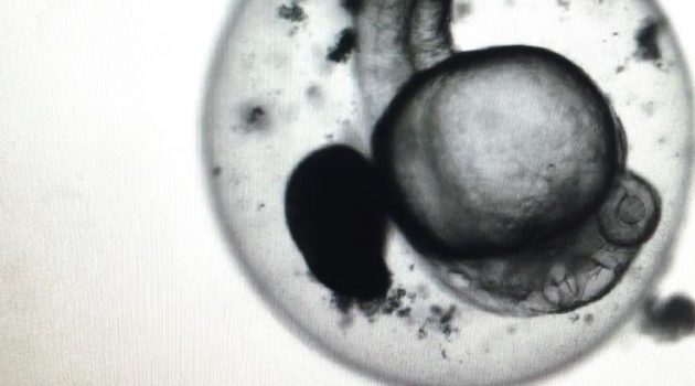 This image illustrates the first-ever reproducible evidence for the successful cryopreservation of zebrafish embryos. The study uses new gold nanotechnology and lasers to thaw the embryo—the stumbling block in previous studies, and it has profound implications for human health, wildlife conservation and aquaculture.