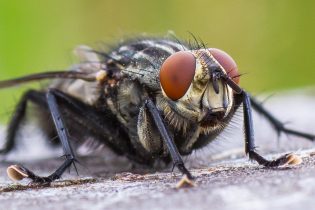 fly