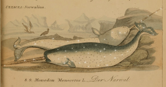 Image of Monodon monoceros, the narwhal, from Die Cetaceen oder Walthiere, (1846) by H.G. Ludwig Reichenbach.  Smithsonian Libraries
