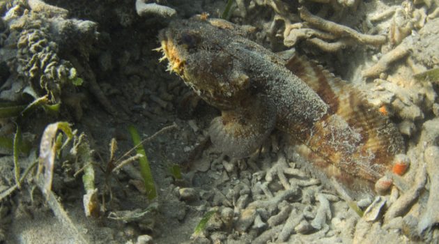 The Bocon Toadfish, Amphichthys cryptocentrus, dominated the reef’s soundscape but didn’t appear on the team’s visual surveys at all. (Credit: Erica Staaterman/SERC)