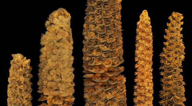 A selection of preserved maize cobs from El Gigante rockshelter. (Photo by Thomas Harper)