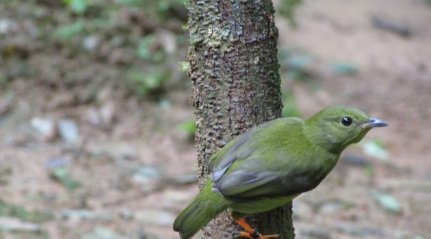 Juvenile female golden-collared manakin (Photo by Ioana Chiver / Smithsonian Tropical Research Institute)