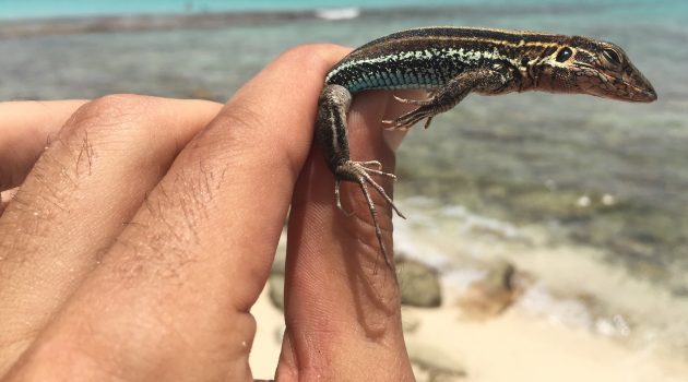 A St. Croix ground lizard patiently awaits to be released on Buck Island by Nicole Angeli.
