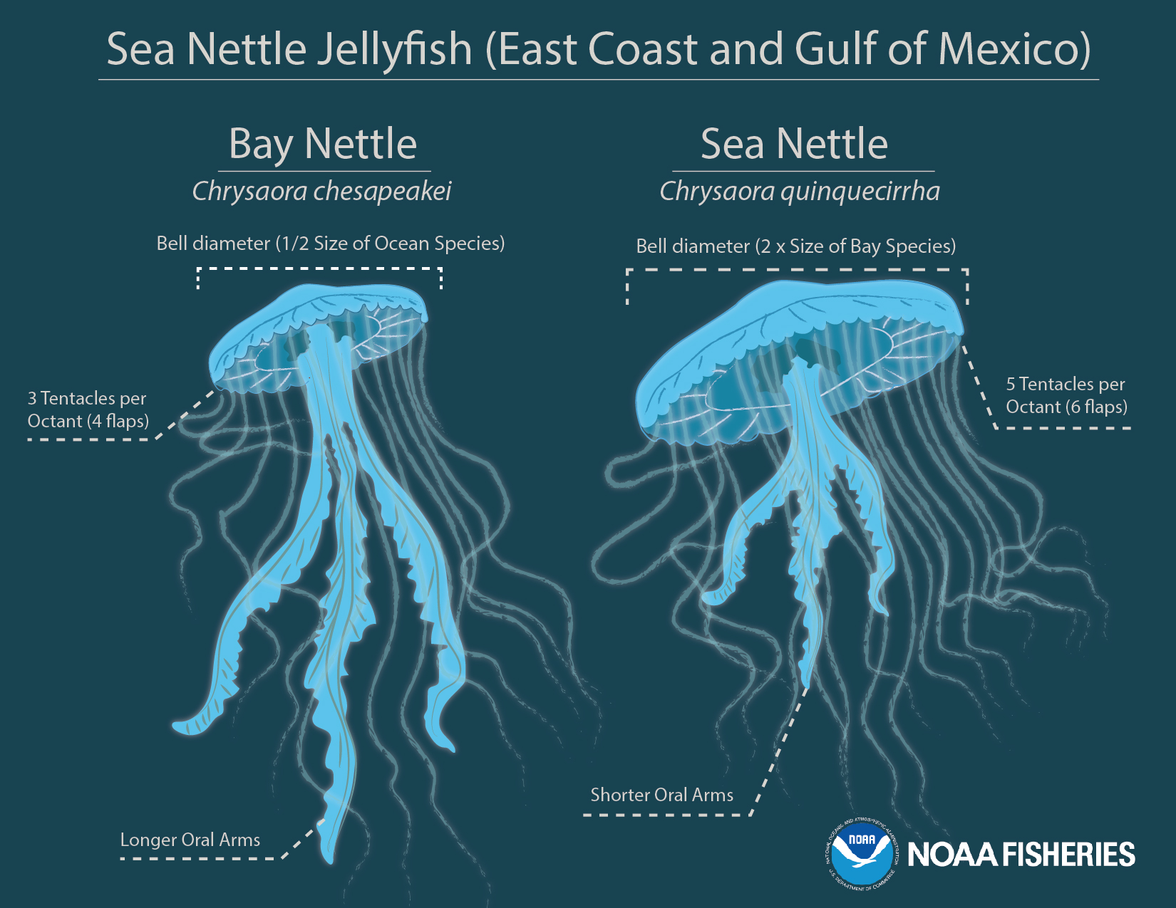 Jellyfish Diagram With Names