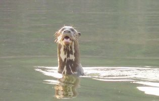 otter