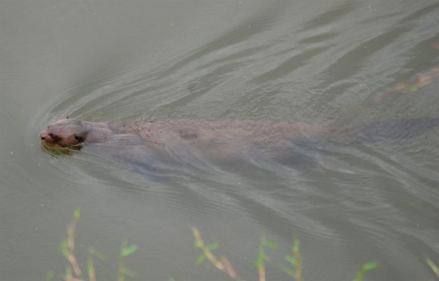 river otter