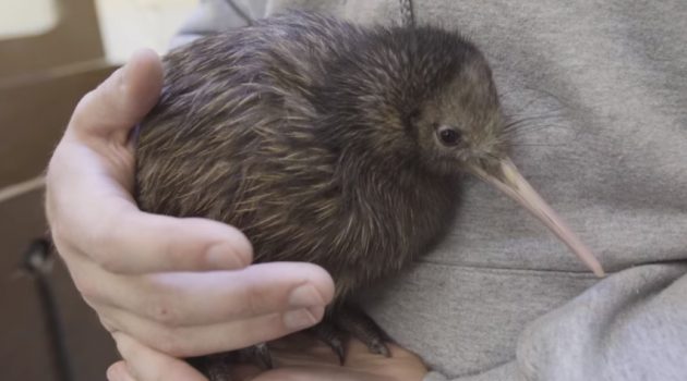 Help name the kiwi chick!