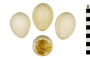 eggs