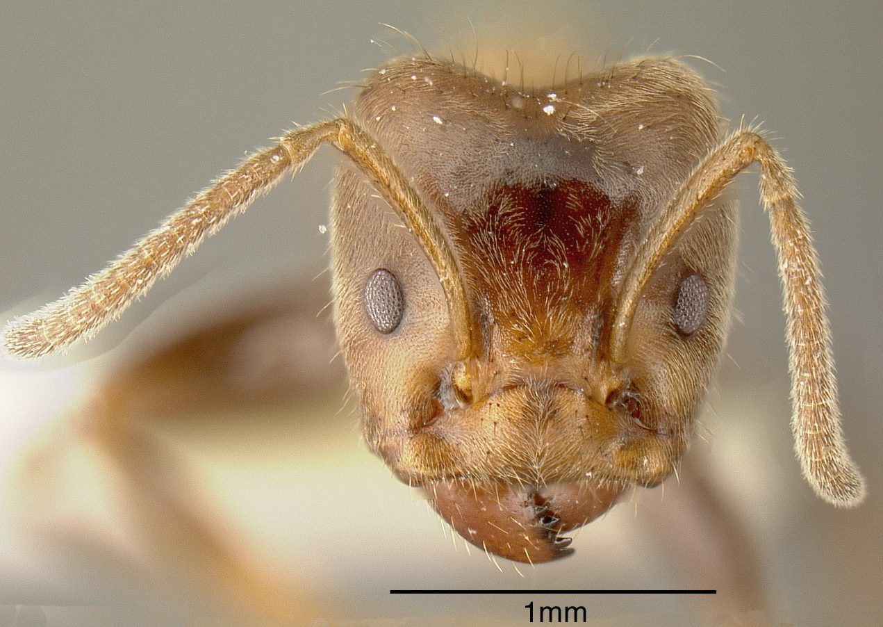 Ant Colony Personality May Play Role In Survival Of Its Host Plant Smithsonian Insider 2300