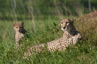 mother and cub