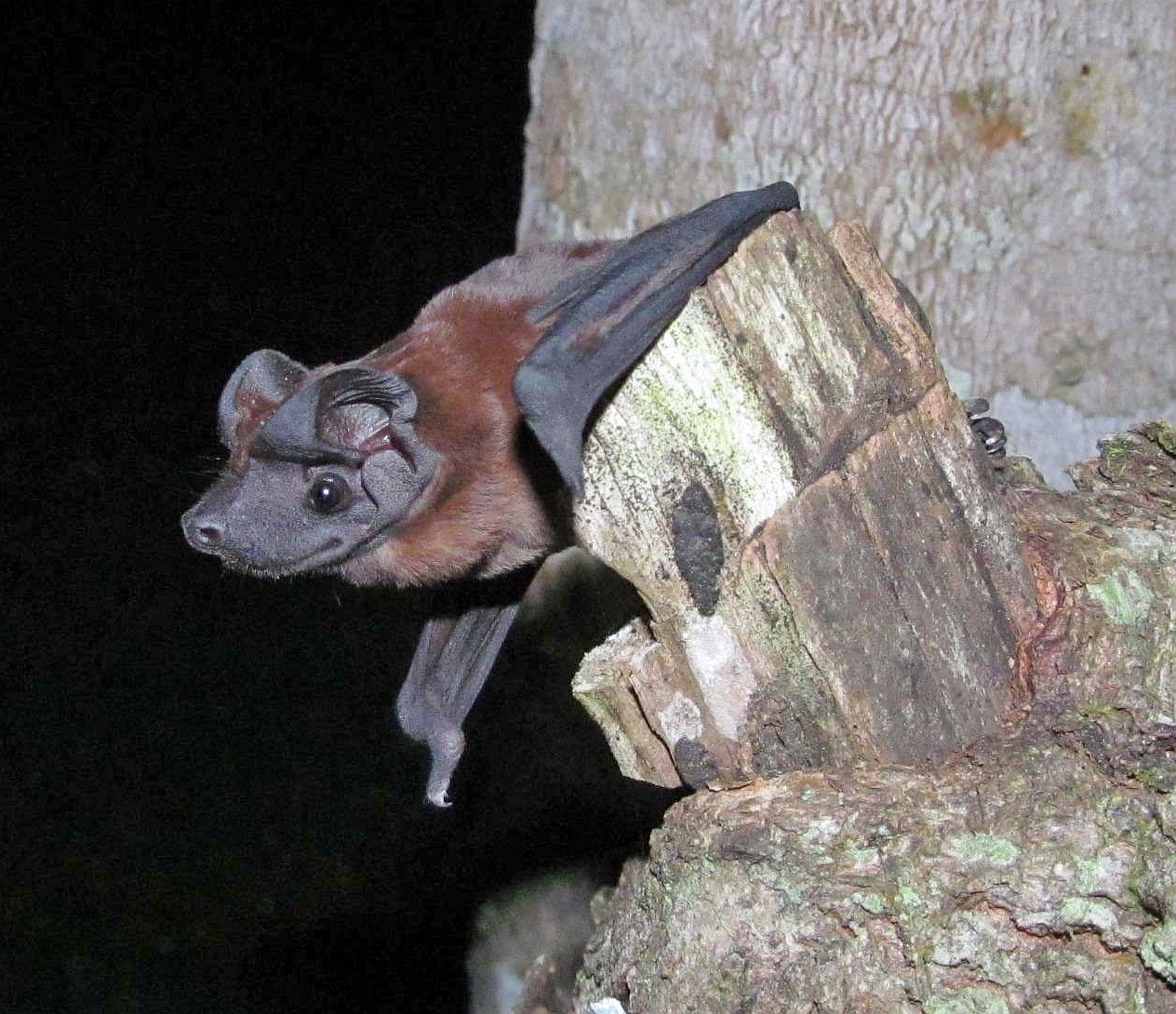 Smithsonian Insider – More sky puppies! Scientists discover two new species  of dog-faced bat