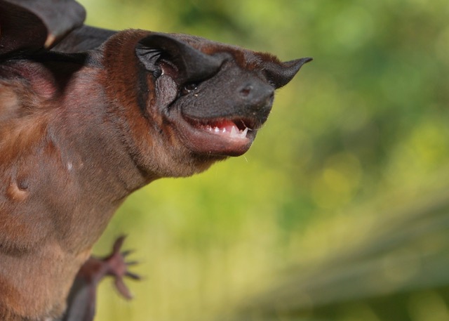 are bats like dogs