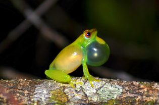 Smithsonian Insider – DNA untangles Gabon’s complex web of frog species ...