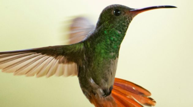 Hummingbirds dodge and weave