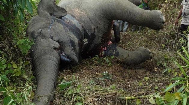 A poached elephant in Myanmar. The elephant had been wearing a satellite-GPS collar as part of a Smithsonian Conservation Biology Institute study tracking elephant movements to mitigate human-elephant conflict. (Photo: Smithsonian Conservation Biology Institute)