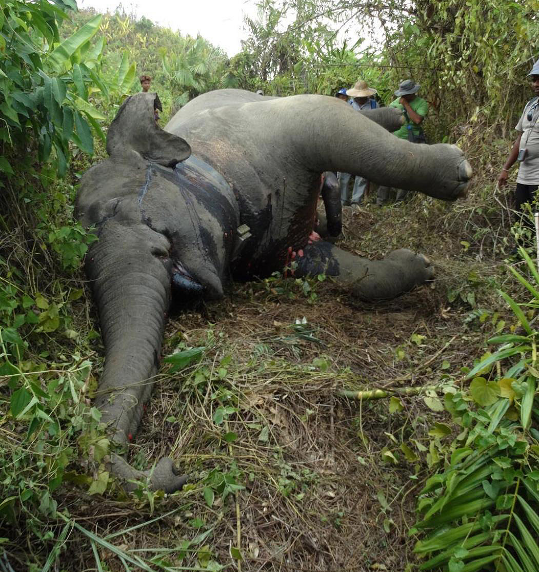 Smithsonian Insider – Poachers are killing endangered Asian elephants for  their skin and meat, not their tusks | Smithsonian Insider