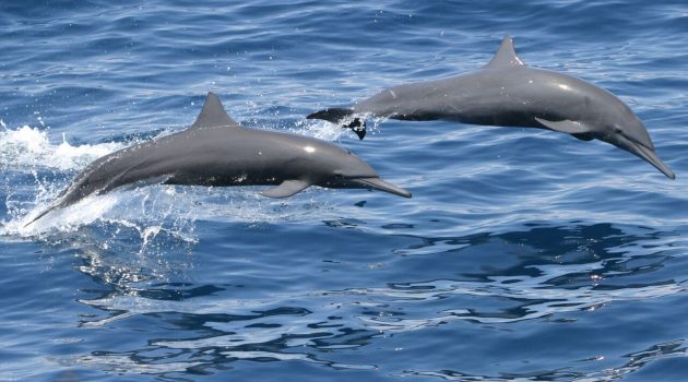 These eastern spinner dolphins from the eastern Pacific are a unique subspecies and look very different from spinner dolphins in other parts of the world. New research led by Smithsonian researcher Dr.  Matthew  Leslie  (conducted at Scripps Institution of Oceanography and NOAA’s  Southwest  Fisheries  Science  Center) compared global patterns of DNA  in spinner dolphins and pantropical spotted dolphins.  
(Photo by Robert  L. Pitman, NOAA-NMFS)