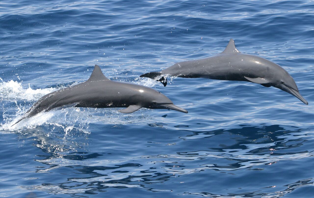 Smithsonian Insider – Some dolphins cross the Pacific more easily than ...