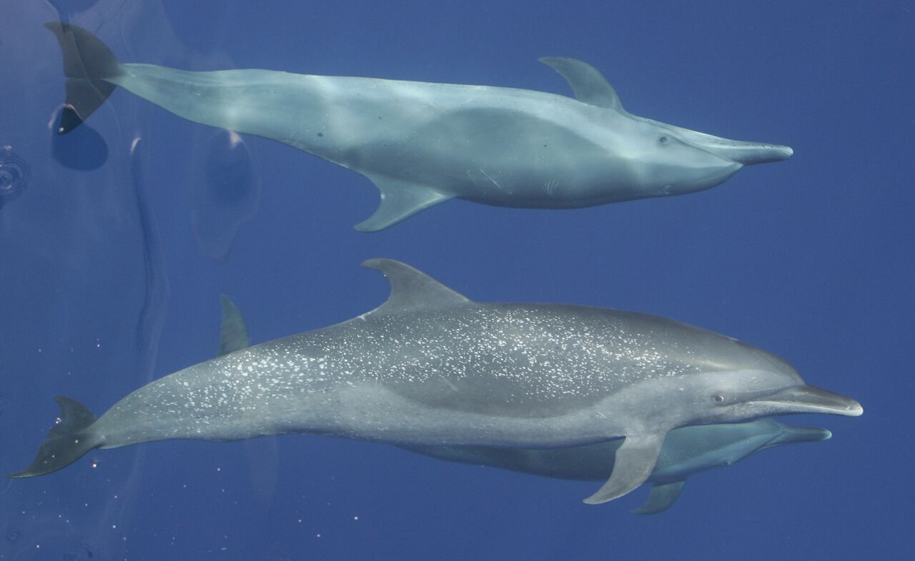 Smithsonian Insider – Some dolphins cross the Pacific more easily than ...