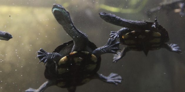 Five fun turtle and tortoise facts from the Smithsonian's National Zoo ...