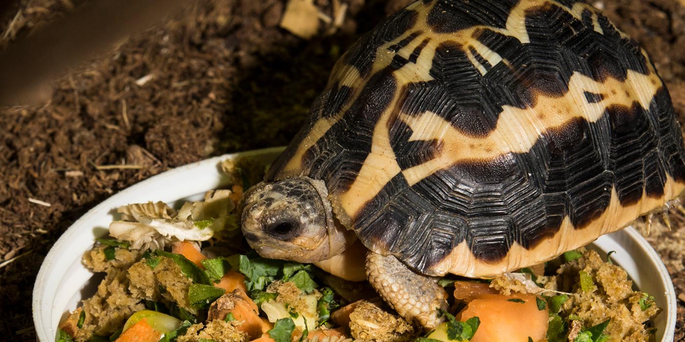 Smithsonian Insider – spider-tortoise-004 | Smithsonian Insider