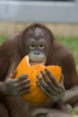 pumpkin