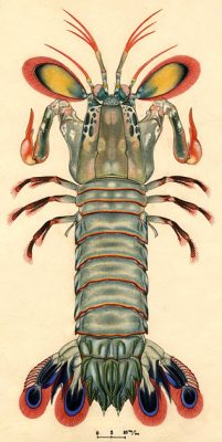 Mantis Shrimp
