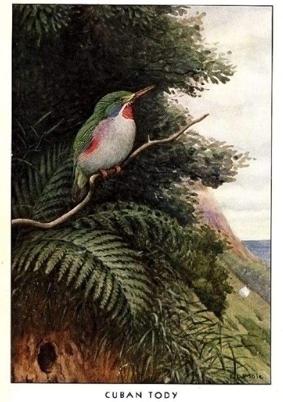 James Bond, Cuban Tody