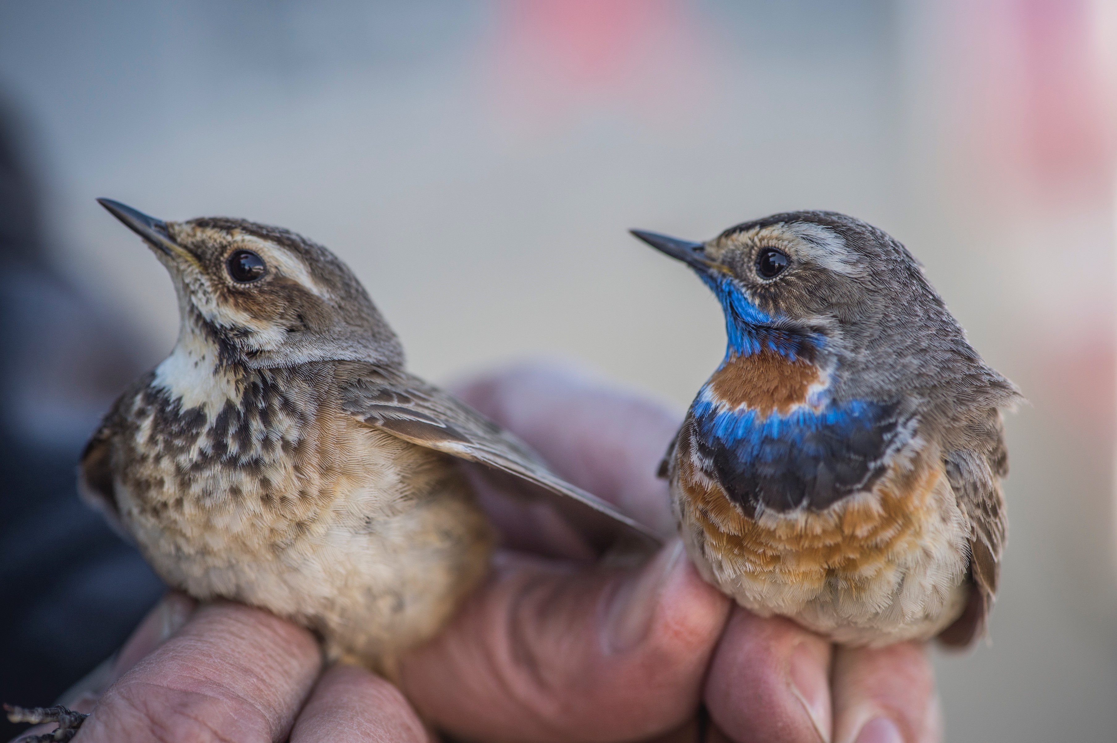 Scientists Track A Mysterious Songbird Using Tiny Backpack Locators Smithsonian Insider