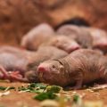 Naked mole-rats