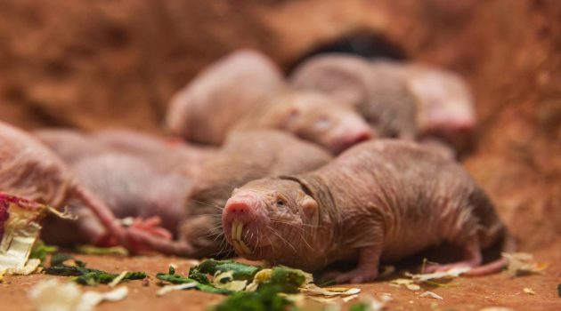 Naked mole-rats in their new home at Smithsonian's National Zoo