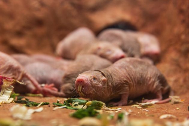 Naked mole-rats