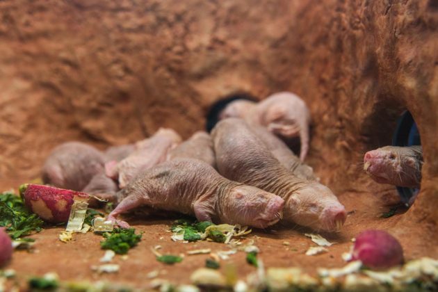 A group of naked mole-rats in their new exhibit