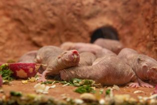 Naked mole-rats