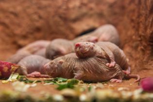 Naked mole-rats