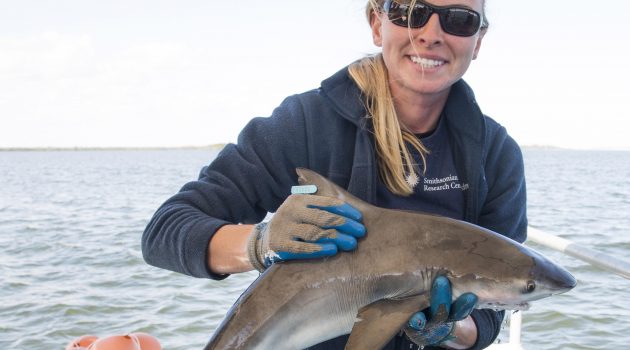 Smithsonian scientists become shark detectives to track species in the Chesapeake Bay