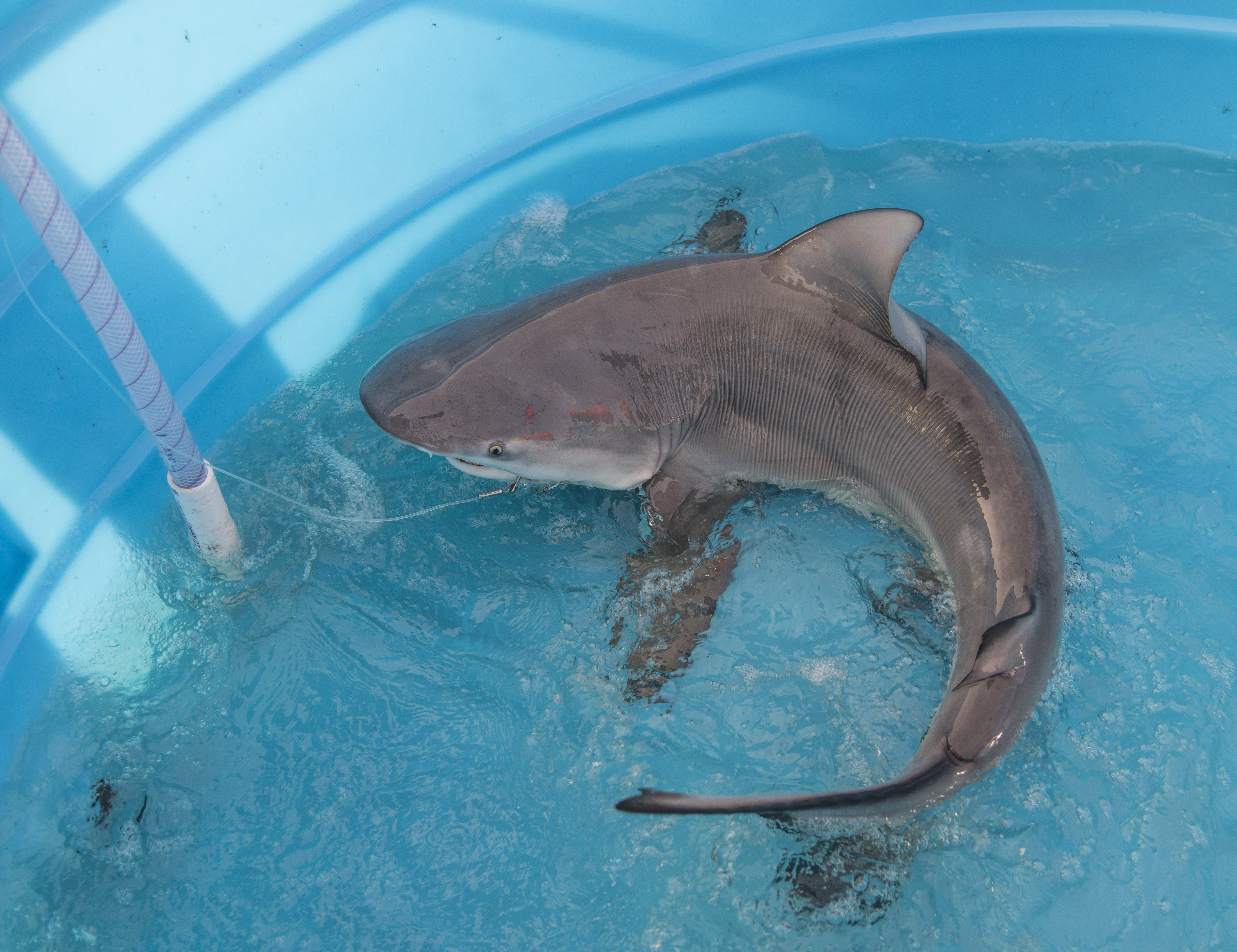 smithsonian-insider-smithsonian-scientists-become-shark-detectives-to