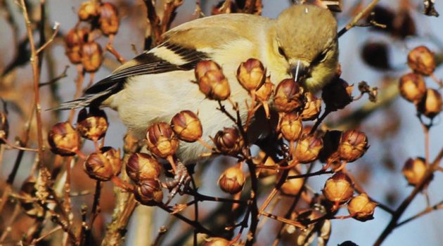 Crape myrtle trees aren’t native to the US, but hungry native birds still find them tasty